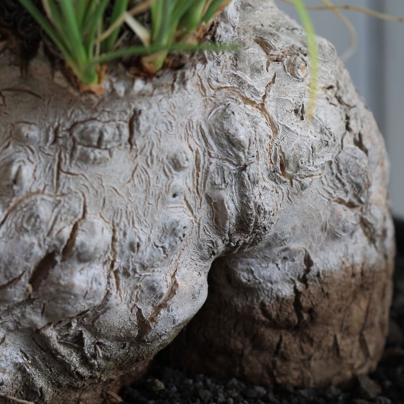 Calibanus fookeri カリバナス フーケリー | hanayoshi-botan