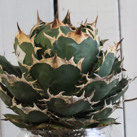 Agave titanota Jupiter