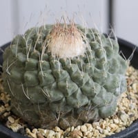 ストロンボカクタス　菊水