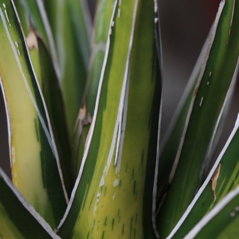 アガベ　笹の雪錦　大株 アガベ 笹の雪錦（鮮中斑） | hanayoshi-botanical