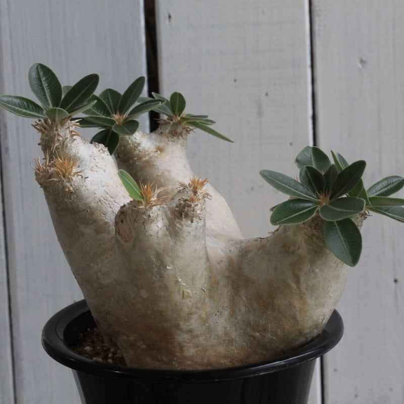 パキポディウムエブレネウム現地球 パキポディウム エブレネウム Pachypodium eburneum | mana's fa