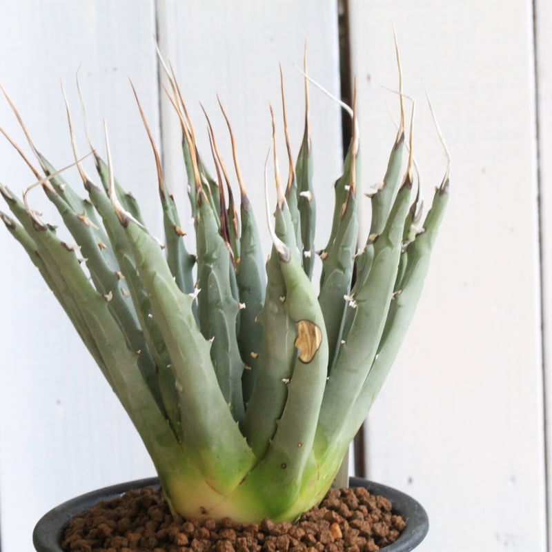 アガベ　チタノタ　ユタエンシス×イシスメンシス　#019 アガベ チタノタ ユタエンシス×イシスメンシス #019