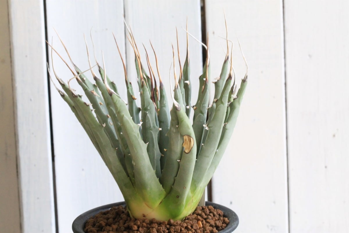 アガベ！ユタエンシス！ アガベ ユタエンシス | hanayoshi-botanical