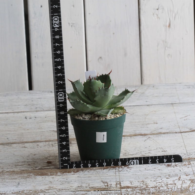 アガベ イシスメンシス 旧雷帝① | hanayoshi-botanical