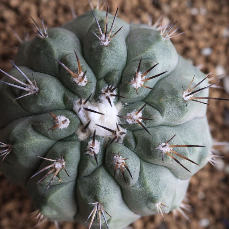 Copiapoa アルティコスタータ　実生株 Copiapoa アルティコスタータ 実生株