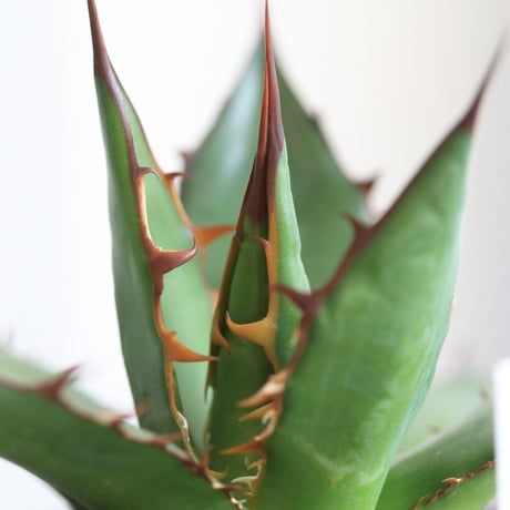Agave ホリダ