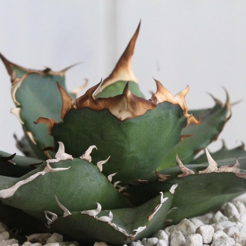 アガベ チタノタ N-7 | hanayoshi-botanical