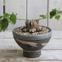 コミフォラ カタフ ターカネンシス 現地球① | hanayoshi-botanical
