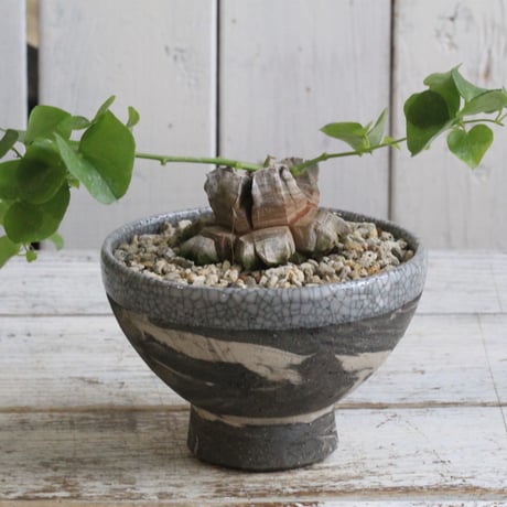 アフリカ亀甲竜ディオスコレアエレファンテ | STORES