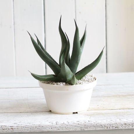 Agave シャークスキン