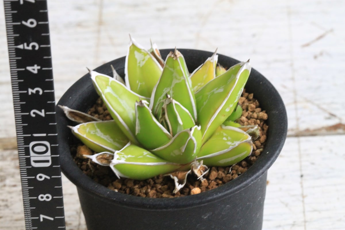 アガベ 特選笹の雪 薄雲 | hanayoshi-botanical