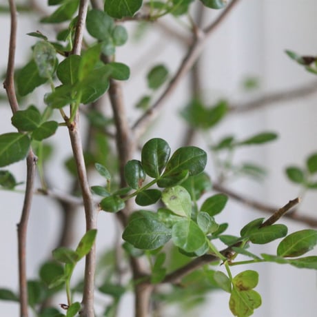 Bursera ファガロイデス