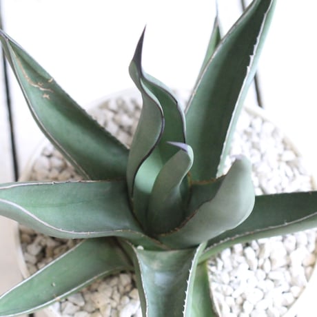 Agave シャークスキン