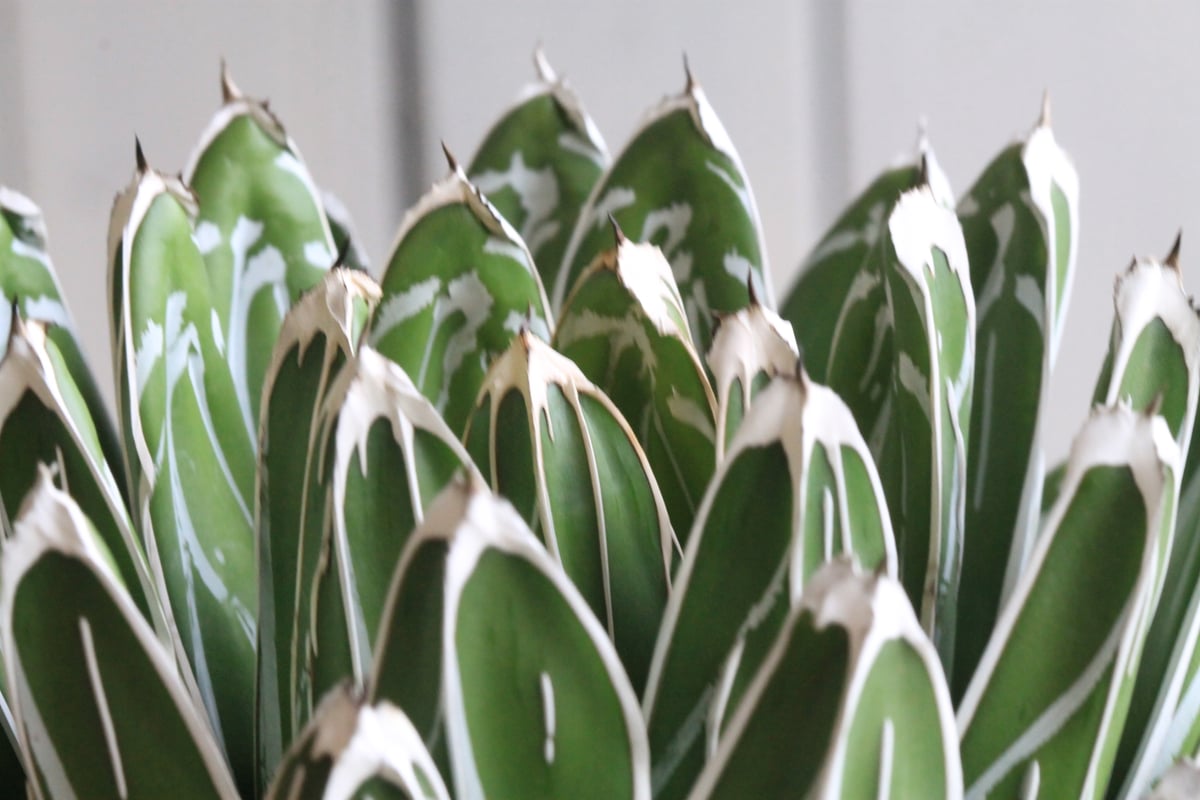 アガベ　ビクトリアレジーナ　ジャイアント　大株　鉢のまま アガベ ビクトリアレジーナ ジャイアント 大株 鉢のまま アガベ