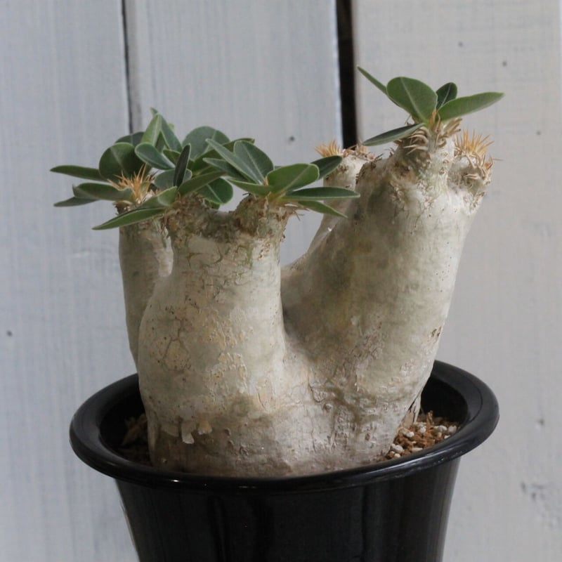 パキポディウム エブレネウム | hanayoshi-botanical