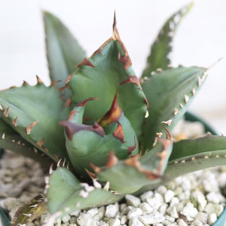 アガベ　チタノタ　NO.1