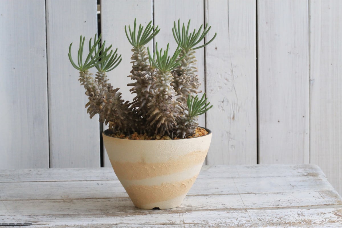 チレコドン ワリチー 現地球 yaji²ポット | hanayoshi-botanical