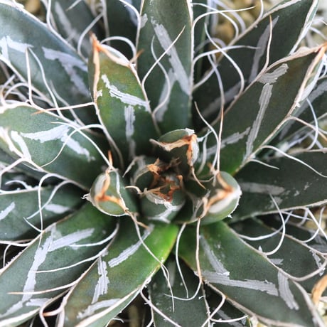 Agave　特小型姫乱雪