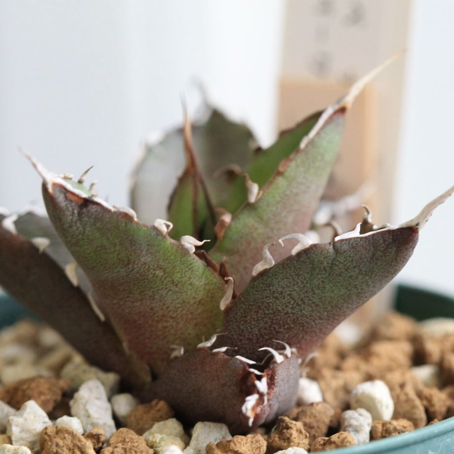 6110a29c8a45727f7084525c