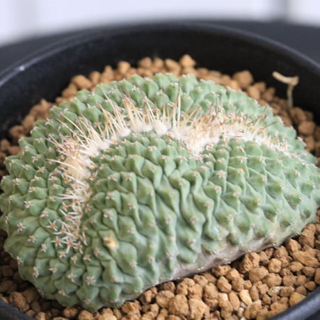 ストロンボカクタス　菊水綴化
