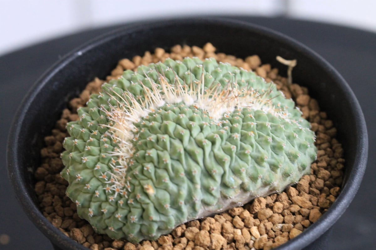ストロンボカクタス 菊水 綴化 美株 ストロンボカクタス 菊水綴化 | hanayoshi-botanical