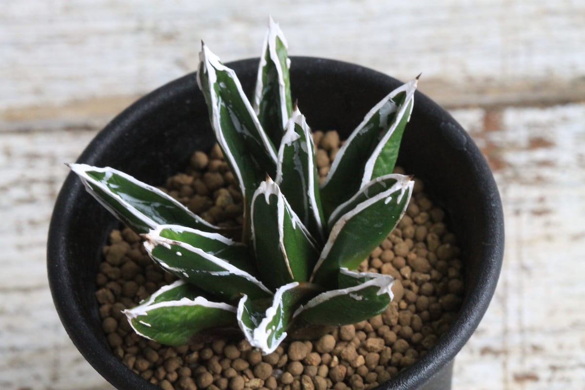 アガベ　笹の雪 アガベ 笹の雪 / Agave victoriae-reginae | Ducks ( pla
