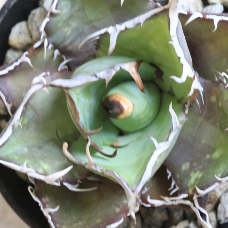 アガベ チタノタ スパーワン② | hanayoshi-botanical