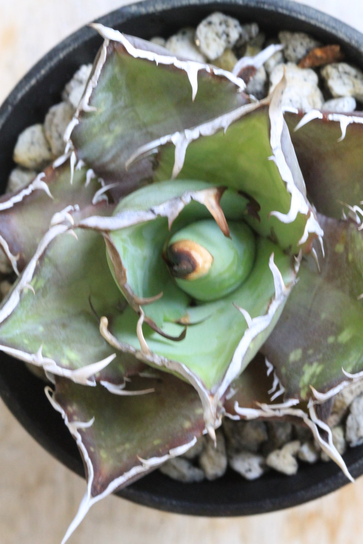 アガベ　チタノタ　スパチタ② アガベ チタノタ スパーワン② | hanayoshi-botanical