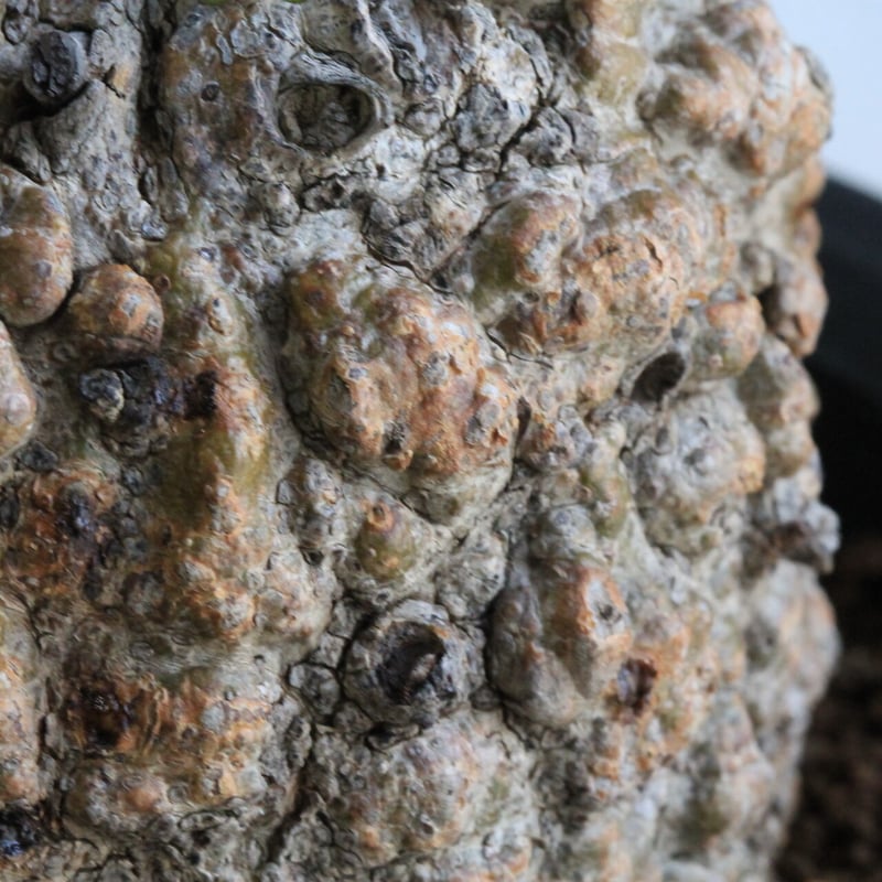 オペルクリカリア パキプス | hanayoshi-botanical