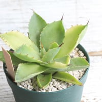 アガベ スノーグロー① | hanayoshi-botanical