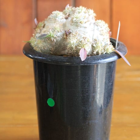 pachypodium brevicaule パキポディウム　恵比須笑い