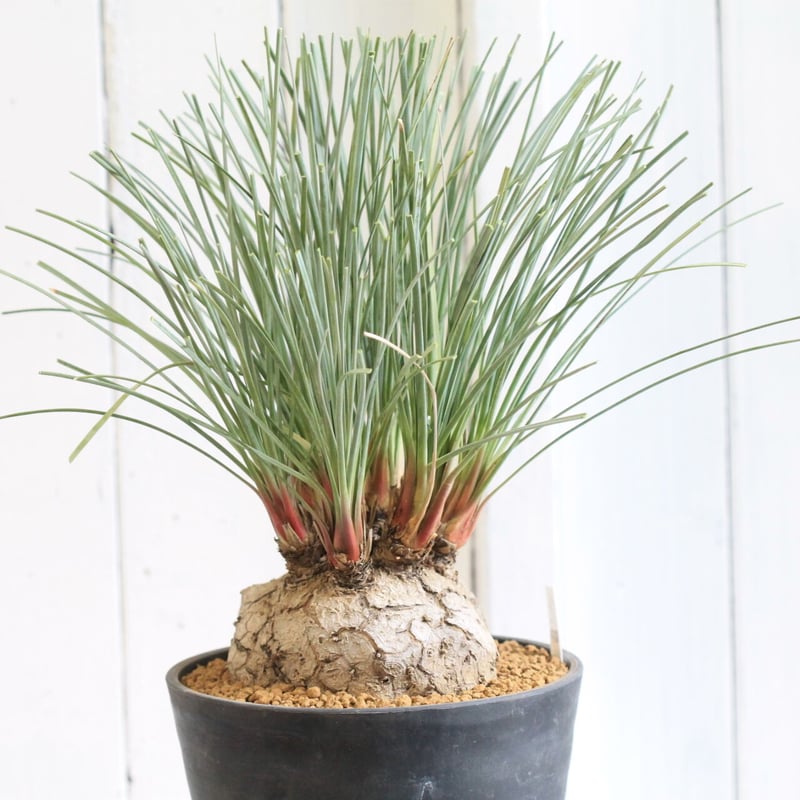 Calibanus hookeri フーケリー | hanayoshi-botanical