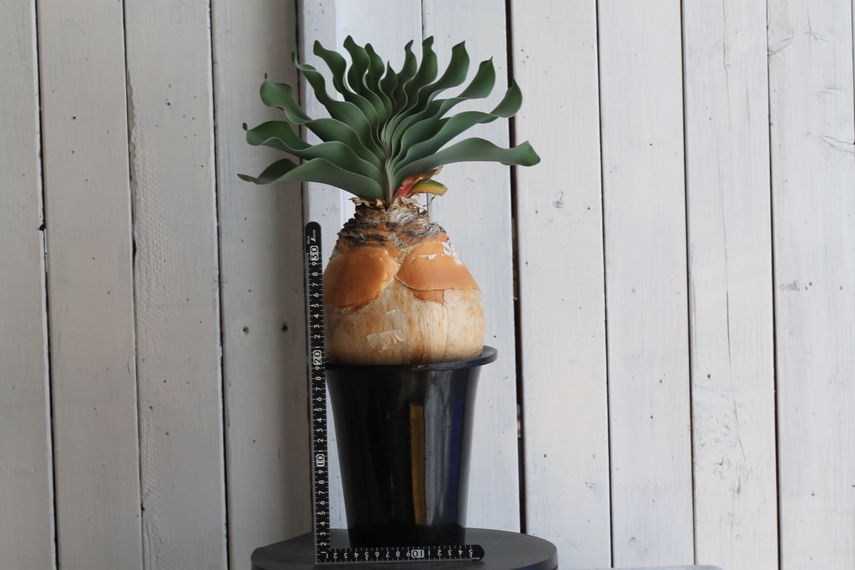 ブーファン ハエマンソイデス ハエマントイデス ブーファン ハエマント