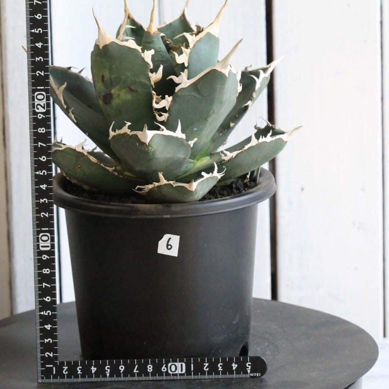 アガベ チタノタ ホワイトシャーク（特選） | hanayoshi-botanical