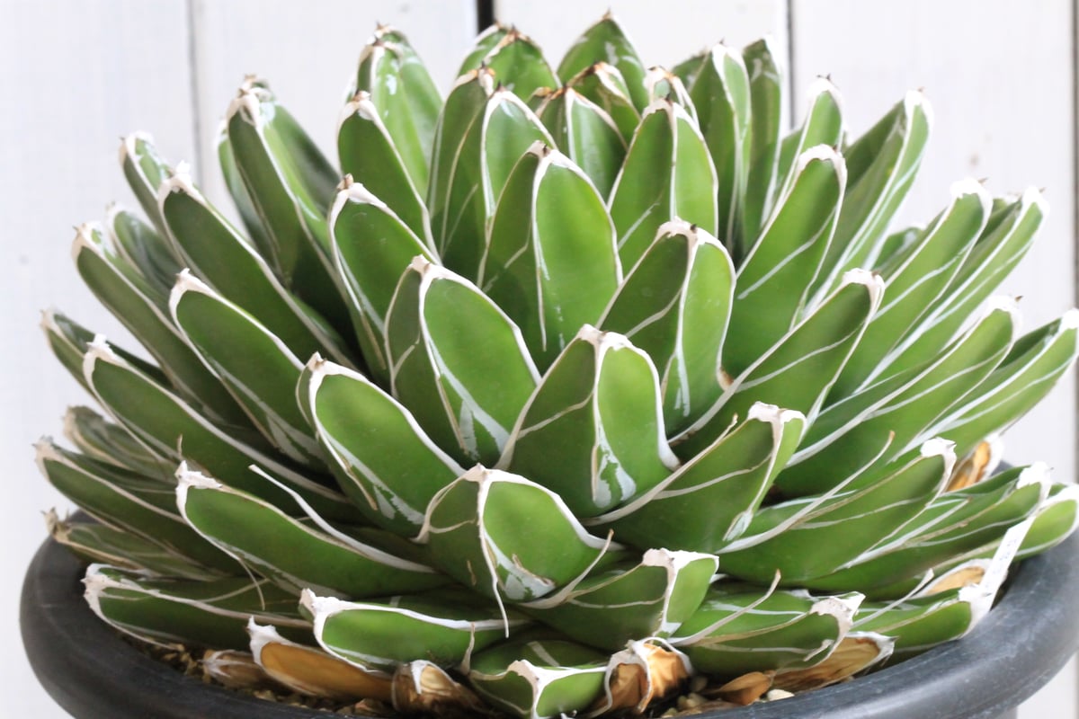 アガベ　ビクトリアレジーナ　送料無料 アガベ ビクトリアンレジーナエ 笹の雪 | hanayoshi-botanical