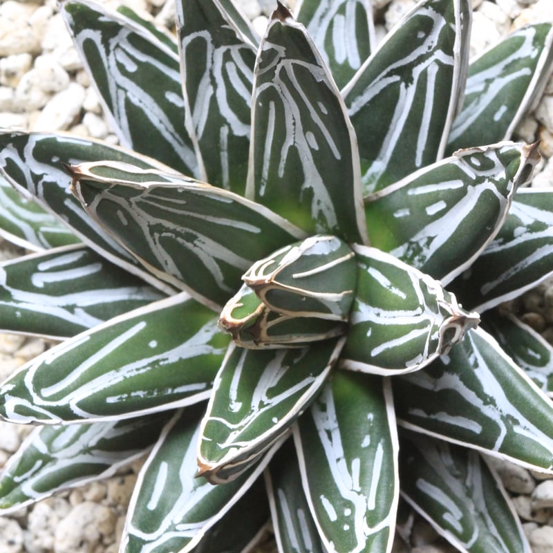 アガベ 笹の雪 NO-2 | hanayoshi-botanical