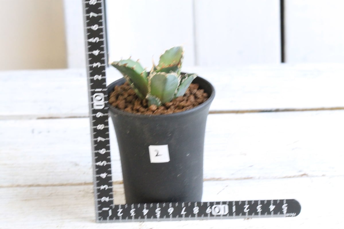 アガベ チタノタ スーパー白鯨 | hanayoshi-botanical