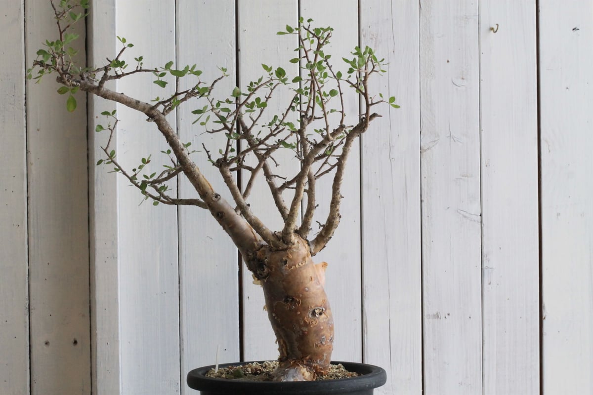 ブルセラ ファガロイデス | hanayoshi-botanical ブルセラ ファガロイデス | hanayoshi-botanical