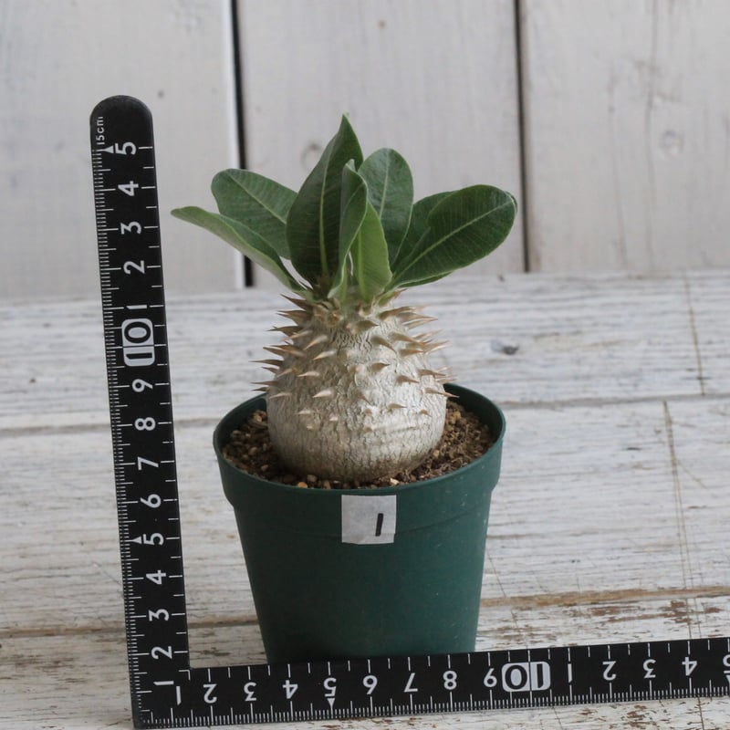 パキポディウム タッキー パキポディウム タッキー大黒×タッキー① | hanayoshi-botanical