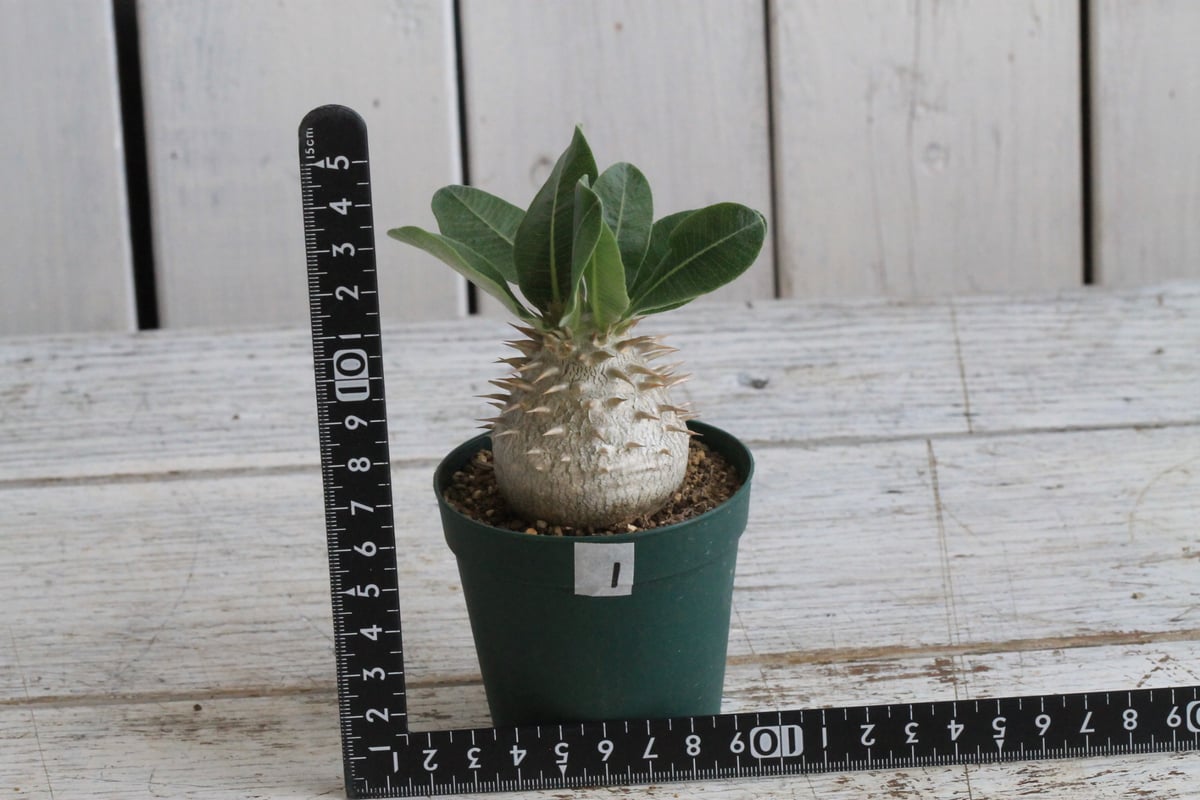 パキポディウム タッキー パキポディウム タッキー大黒×タッキー① | hanayoshi-botanical