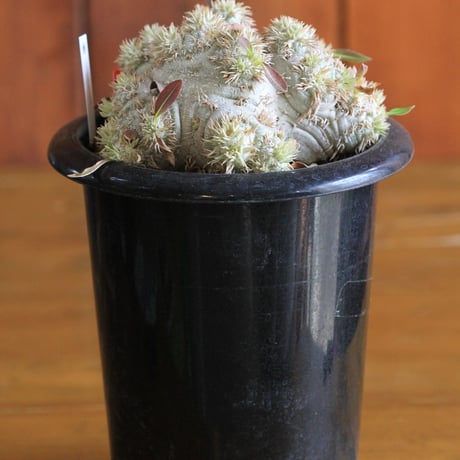 pachypodium brevicaule パキポディウム　恵比須笑い