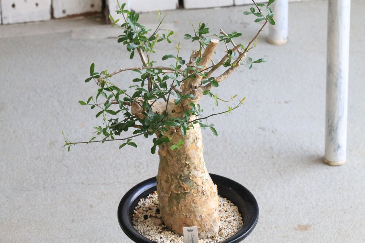 コミフォラ フンベルティ | hanayoshi-botanical