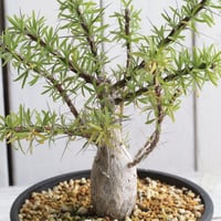 ブルセラ ミクロフィラ 挿し木① | hanayoshi-botanical