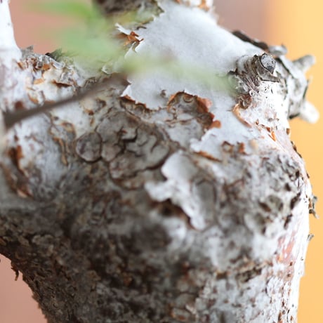 commiphora　オルビクラリス