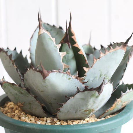 Agave titanota  ブラック＆ブルー