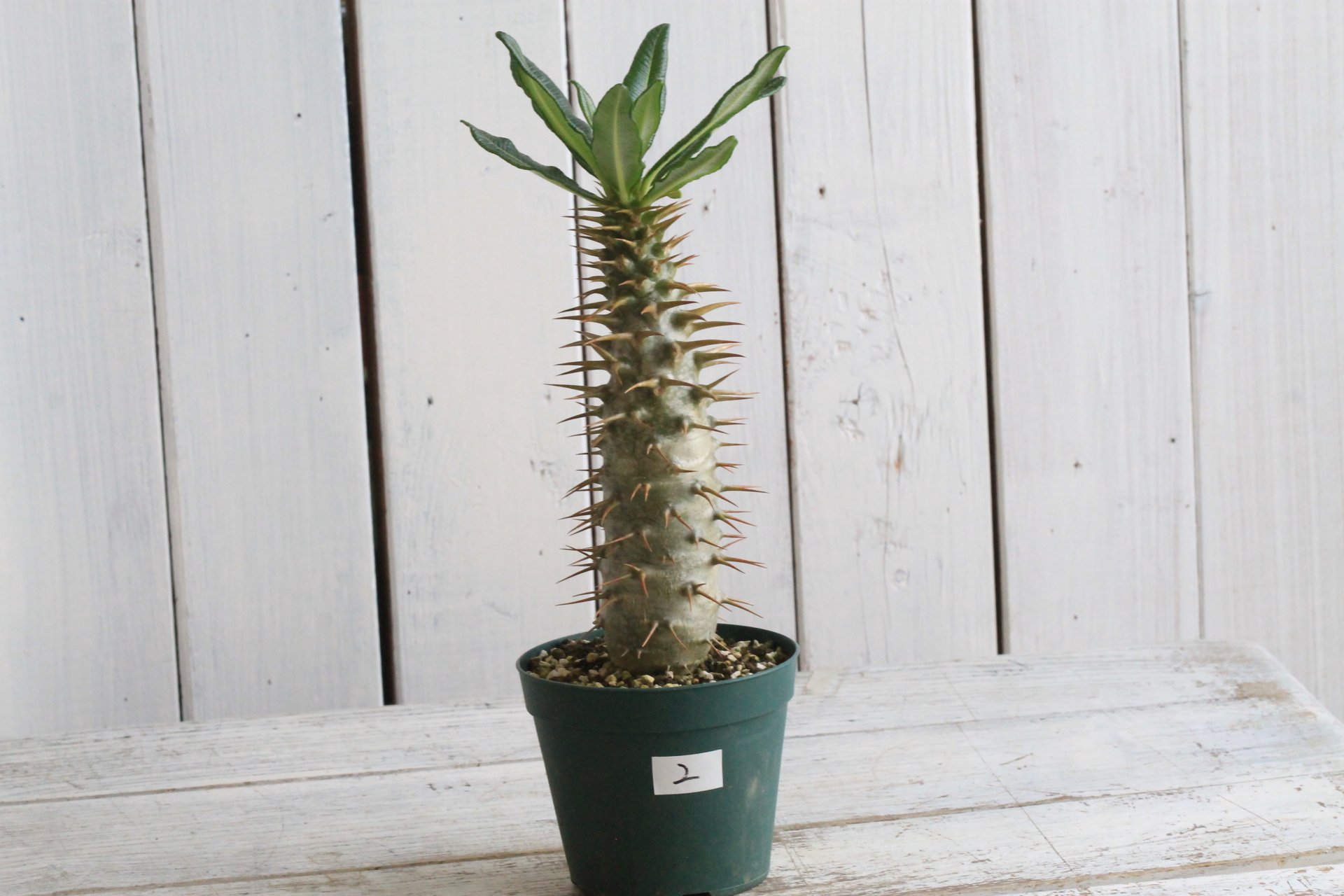観葉植物 値下げ‼️良型❗️ 唯一無二のパキポディウム アンボンゲンセ
