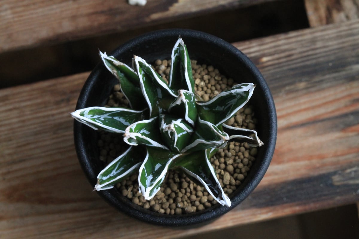 アガベ 特選笹の雪（S-1） | hanayoshi-botanical