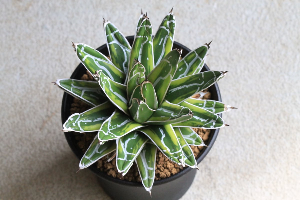 アガベ　笹の雪 アガベ 笹の雪錦 | hanayoshi-botanical