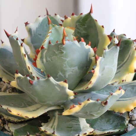 AGAVE 】アガベ 王妃兜蟹錦 【萎縮】 - fishkabob.com