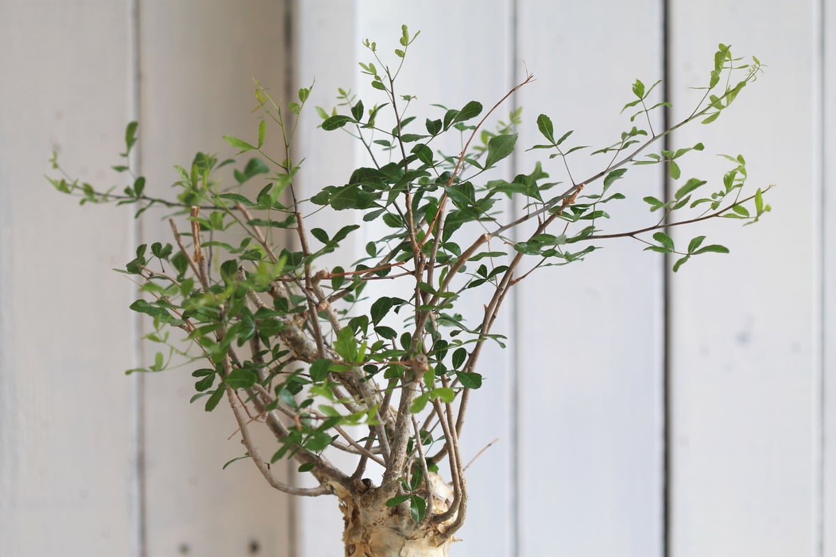 コミフォラ フンベルティ | hanayoshi-botanical